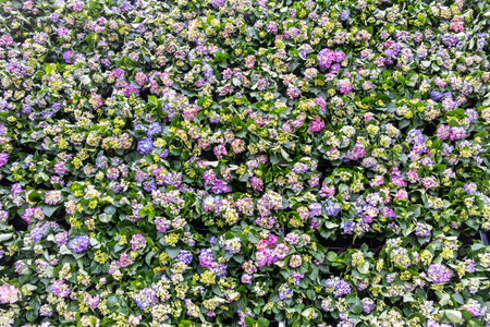 Dense floral wall of blooming hydrangeas in shades of purple, pink, and blue, mixed with green buds...