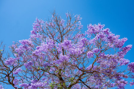 Jacaranda mimosifolia tree in full bloom with clusters of bright purple flowers against a clear blue...