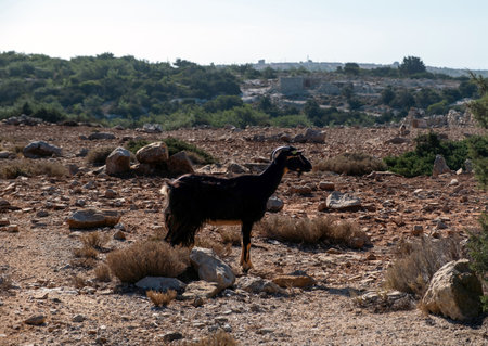 A brown black goat stands quietly on the rocky terrain of Gavdos Island, Greece, surrounded by dry...