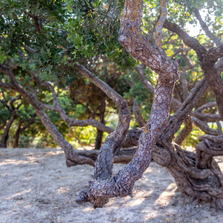 Mastic gum tree at Chios island, Greece. Pistachia lentiscus or lentisk shrub cultivated for aromatic resin, mastiha tearsの写真素材