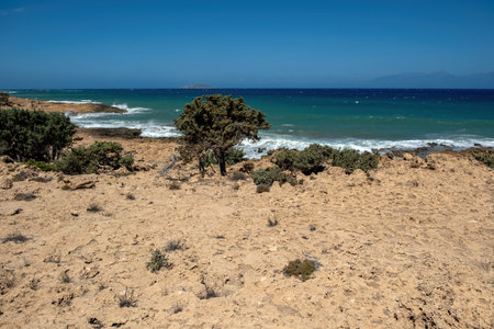 Gavdos island, Greece. Tripiti Beach. Sea waves crashing on rocky coast, Juniper mediterranean shrub and other plants, arid vegetation, sunny summer dayの写真素材