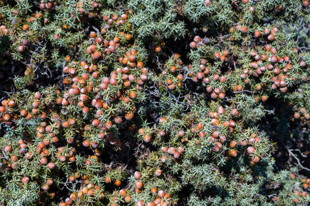 Mediterranean juniper background, Juniperus macrocarpa bush with ripe berries and spiky evergreen...