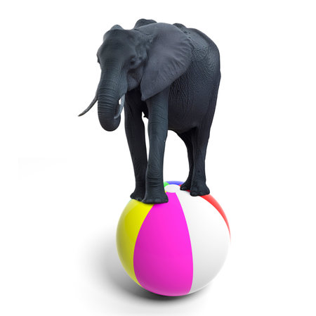Elephant balancing on a colorful stripe beach ball, isolated on white.の写真素材