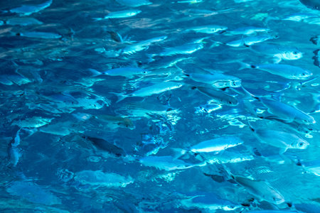 A school of fish swims within the transparent turquoise waters of the Ionian Sea at Corfu island,...