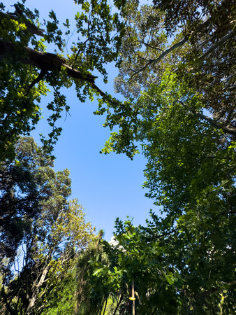 Lush tree canopy beneath bright blue sky, low angle view