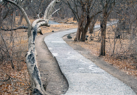 Winding stone path leading through dry woodland at Victoria Falls park on the Zambezi River in Zimbabweの写真素材