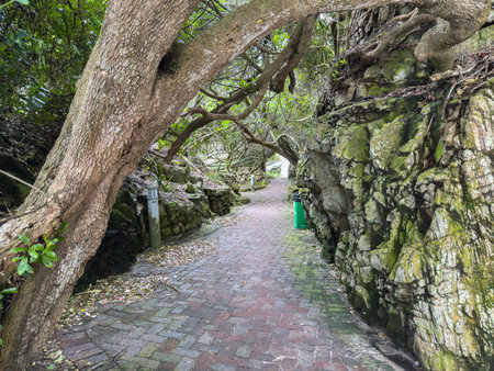 Shaded stone blocks pathway through rocky cliffs and dense coastal forest in Knysna, South Africaの写真素材