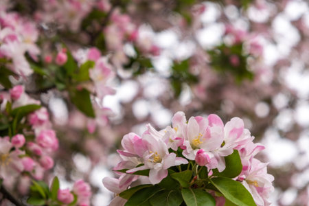 Apple blossoms closeup view. Ornamental crabapple white and pink delicate flowers and fresh green leaves. Nature in Spring.の写真素材