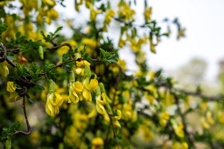 Siberian Peashrub deciduous shrub or small tree with bright yellow pea-shape flowers in spring, closeup viewの写真素材
