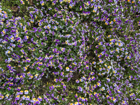 Colorful pansies background. Flower bed with petals in shades of purple, lavender and yellow. Sunny...
