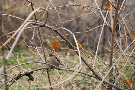 Little sparrow bird sits on bare tree branch, nature in autumn concept