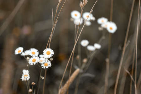 Small daisies among the grass in the meadow at sunset