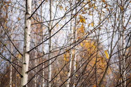 colorful yellow leaves on birch trees in grove in autumn seasonの写真素材