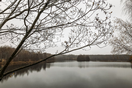 Late autumn landscape on the lake shore and leafless forest on horizonの写真素材
