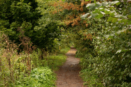 Winding dirt path among trees with yellowing foliage in the park in autumn