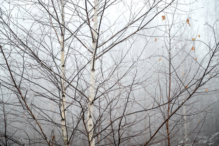 Close-up of thin birch trunks with frost-covered branches