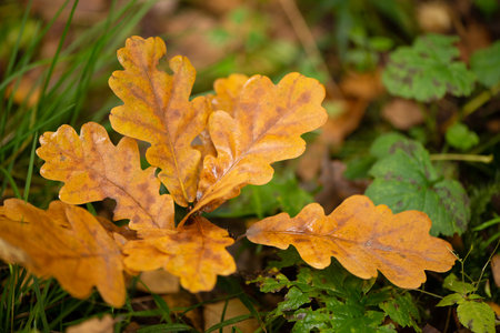 Bunch of yellowed oak leaves fallen on ground, autumn season