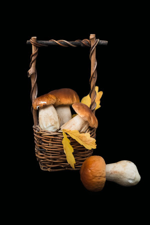Wicker basket filled with porcini boletus mushroom on black backgroundの写真素材