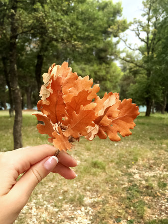 Woman's hand holds small oak twig with yellow leaves