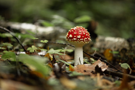 Poisonous fly agaric mushroom in autumnal forestの写真素材