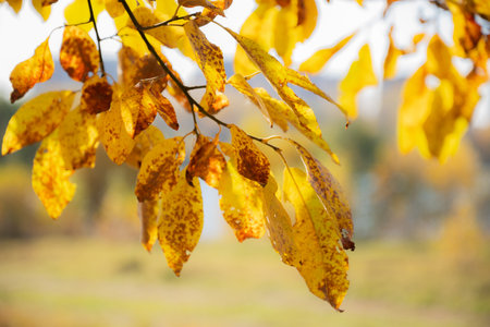 yellowed leaves on tree branch close up on blurred background