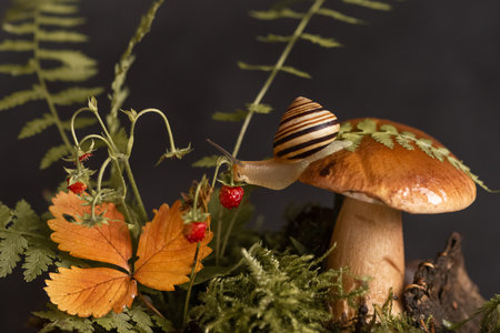 Cute snail with striped shell crawls around big boletus mushroom growing through moss and fallen leaves in the forestの写真素材