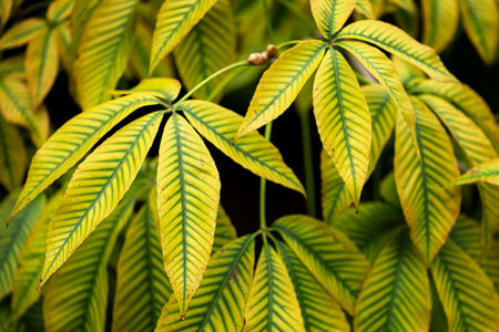 Chestnut tree twig, colorful autumn leaves, fall season,  selective focus. Natural backgroundの写真素材