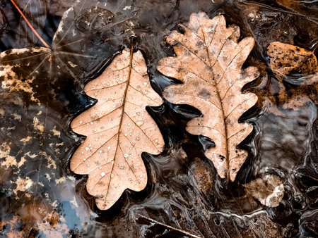 Two dried oak leaves floating in puddle water autumn background
