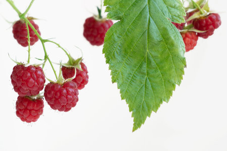 Ripe red raspberries on branch with green leaves close-up