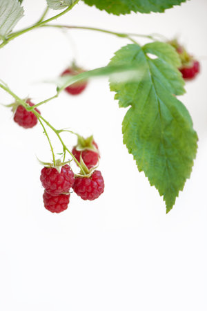 Ripe red raspberries on branch with green leaves close-up