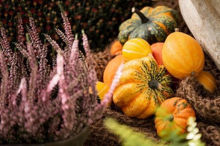 Autumn decoration with small colorful pumpkins and pink heather flowersの写真素材