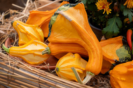 Decorative mini pumpkins in wicker basket at autumnal farmer fairの写真素材