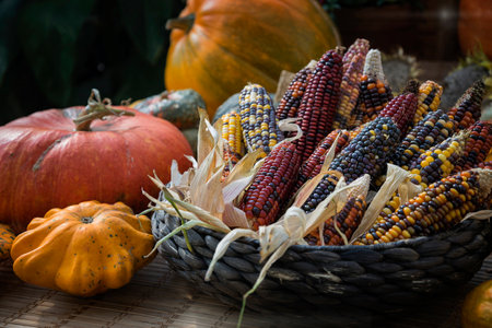 Pumpkins and corncobs with colorful seeds in the straw basket. Autumn still lifeの写真素材