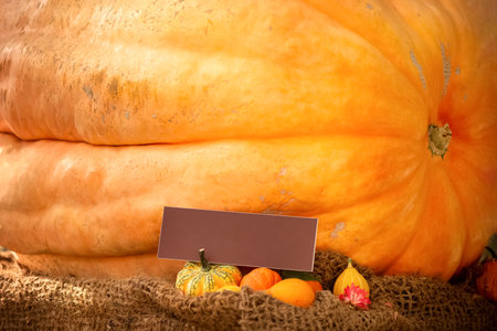 Huge orange pumpkin at the autumn fair with empty greeting card  for text. Happy Thanksgiving day  conceptの写真素材