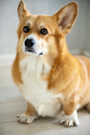 Portrait of welsh corgi pembroke dogの写真素材