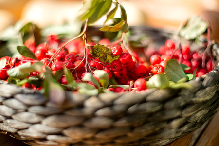 clusters of ripe red mountain ash in a wicker basketの写真素材
