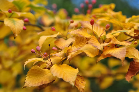Blurred natural autumnal background with golden leaves on tree branchの写真素材