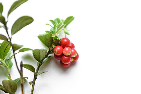 Bunch of lingonberry with red tasty juicy fruits on white backgroundの写真素材
