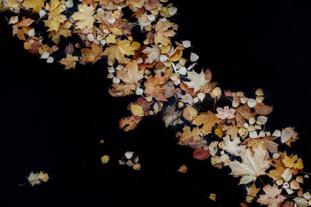 Autumn leaves floating in dark water. Natural seasonal background