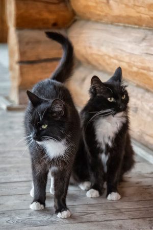 Two similar black and white catsの写真素材