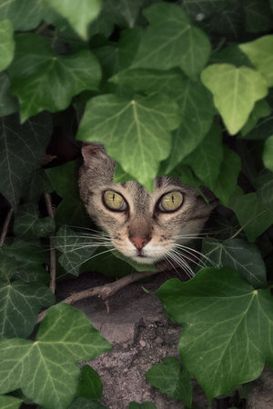 Gray cat face hidden trough green leaves. Animalistic theme. Green color. Domestic animals. Cats.