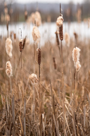 Dry cattails grow in the lake. Nature scene
