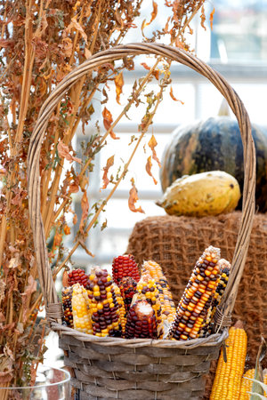 Colorful corn cobs in the wicker basket. Organic eco healthy food and vegan concept