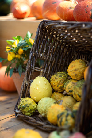 Small decorative pumpkins in the straw basket. Autumn still life