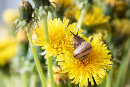 Little snail crawls on yellow dandelion flowerの写真素材