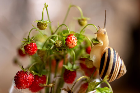 garden snail crawls on a sprig of wild strawberriesの写真素材