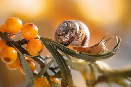 snail crawling on a branch of wild sea buckthorn
