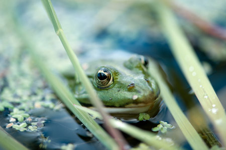 frog looks out of the water surface of a pond covered with duckweedの写真素材