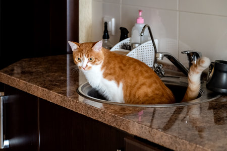 Funny cat doing pee into kitchen sinkの写真素材