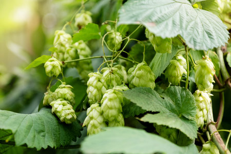 green plant of climber hop with cones for beer production